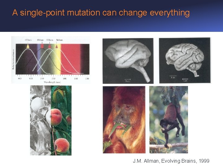 A single-point mutation can change everything J. M. Allman, Evolving Brains, 1999 