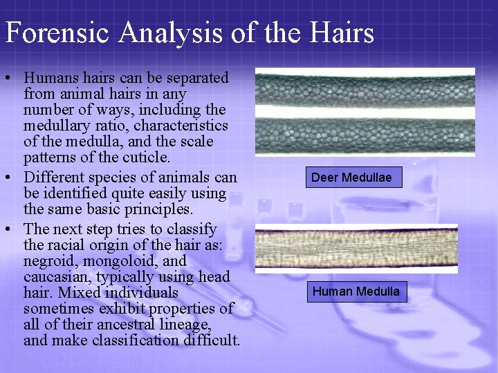 Forensic Analysis of the Hairs • Humans hairs can be separated from animal hairs