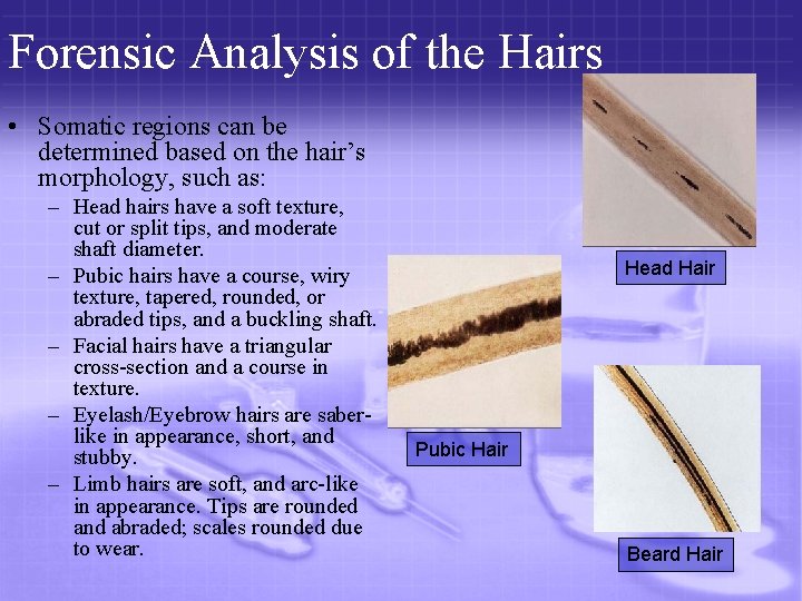 Forensic Analysis of the Hairs • Somatic regions can be determined based on the
