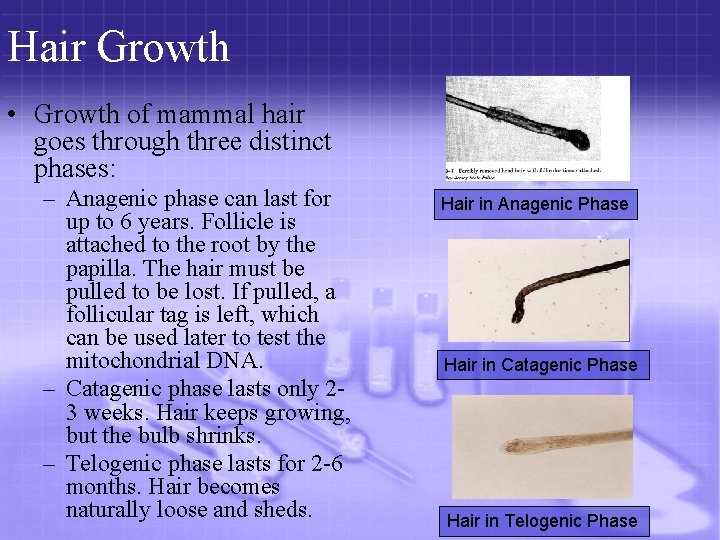 Hair Growth • Growth of mammal hair goes through three distinct phases: – Anagenic