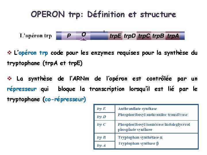 OPERON trp: Définition et structure v L’opéron trp code pour les enzymes requises pour