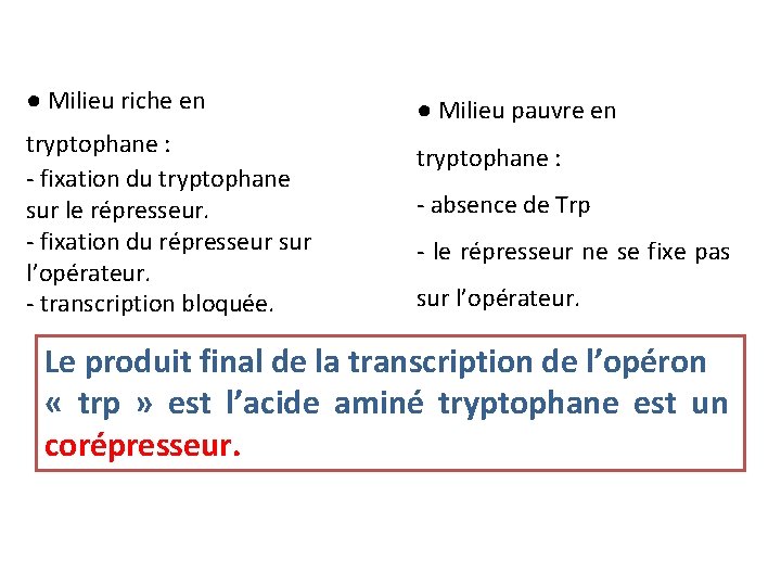 ● Milieu riche en tryptophane : - fixation du tryptophane sur le répresseur. -