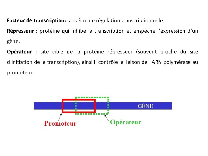 Facteur de transcription: protéine de régulation transcriptionnelle. Répresseur : protéine qui inhibe la transcription