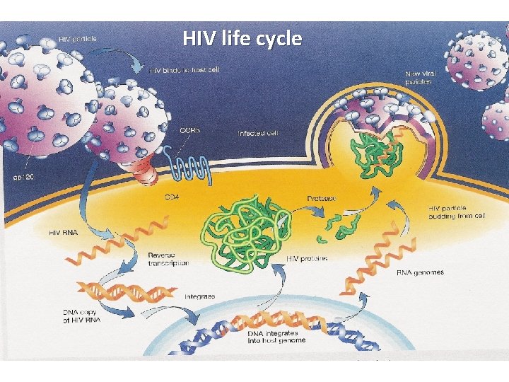 HIV life cycle 