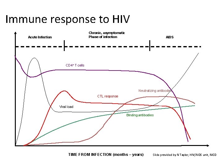 Immune response to HIV Chronic, asymptomatic Phase of infection Acute Infection AIDS CD 4+