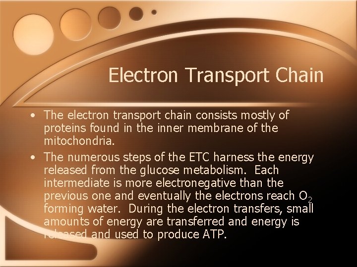 Electron Transport Chain • The electron transport chain consists mostly of proteins found in