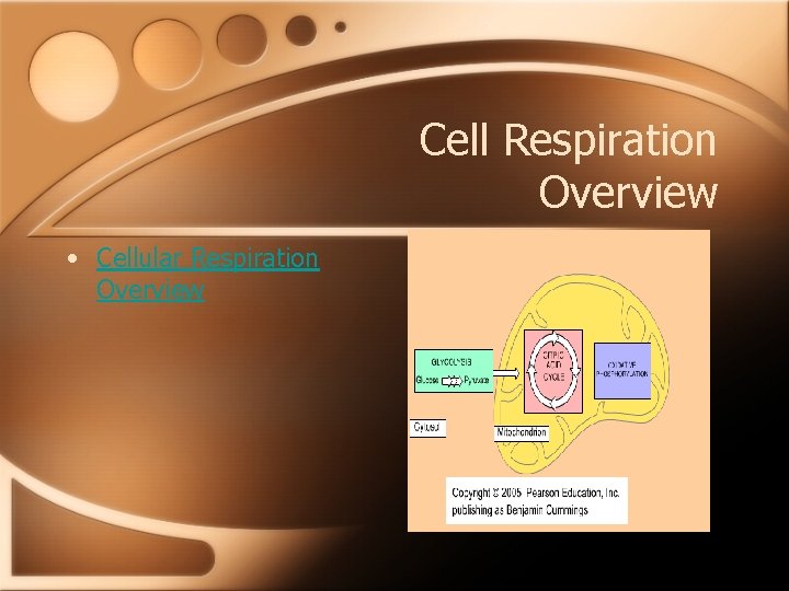 Cell Respiration Overview • Cellular Respiration Overview 