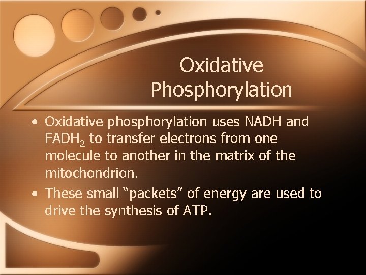 Oxidative Phosphorylation • Oxidative phosphorylation uses NADH and FADH 2 to transfer electrons from