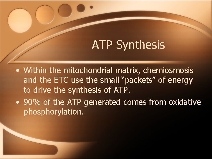 ATP Synthesis • Within the mitochondrial matrix, chemiosmosis and the ETC use the small