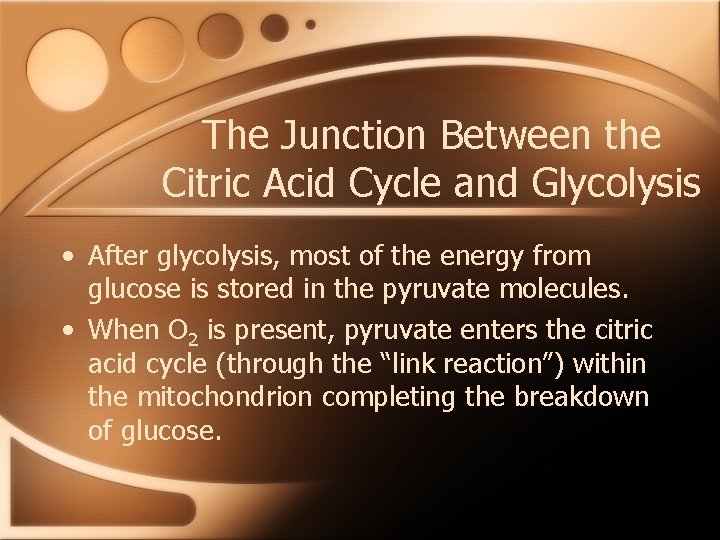 The Junction Between the Citric Acid Cycle and Glycolysis • After glycolysis, most of