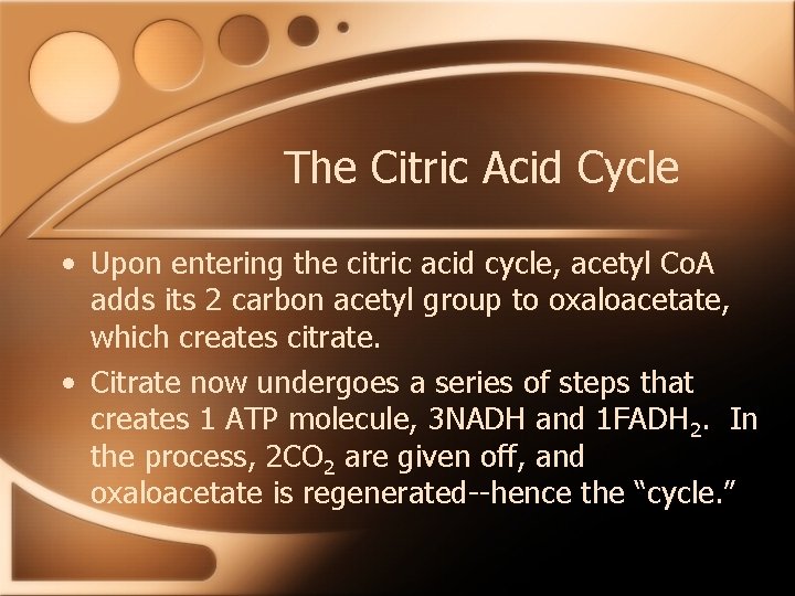 The Citric Acid Cycle • Upon entering the citric acid cycle, acetyl Co. A