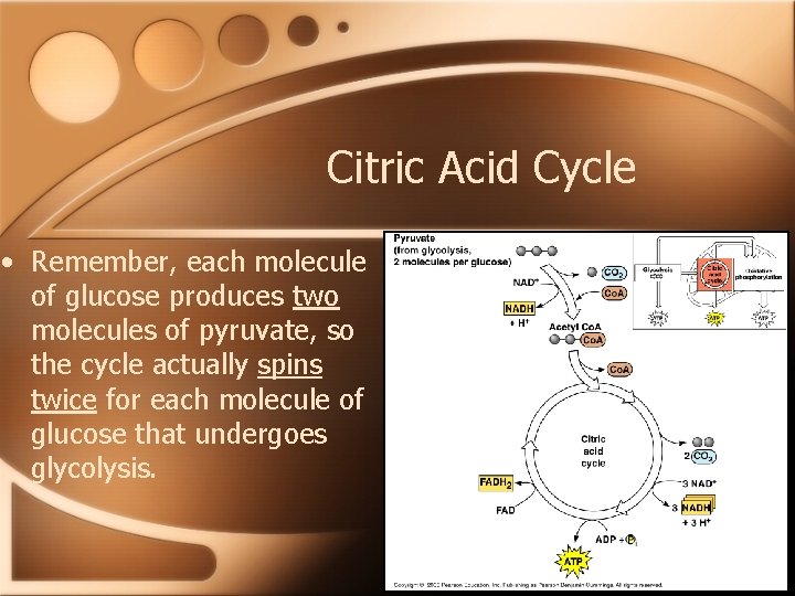 Citric Acid Cycle • Remember, each molecule of glucose produces two molecules of pyruvate,
