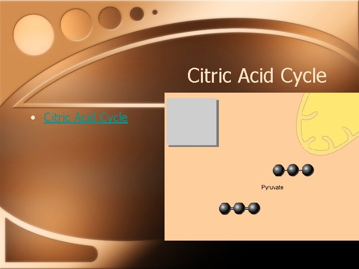 Citric Acid Cycle • Citric Acid Cycle 