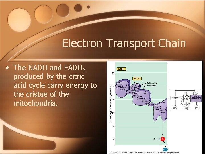 Electron Transport Chain • The NADH and FADH 2 produced by the citric acid