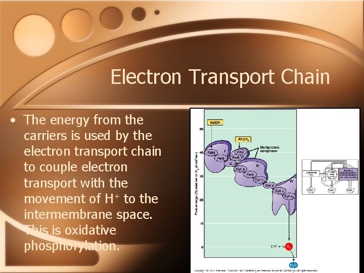 Electron Transport Chain • The energy from the carriers is used by the electron