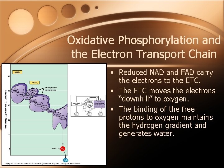Oxidative Phosphorylation and the Electron Transport Chain • Reduced NAD and FAD carry the