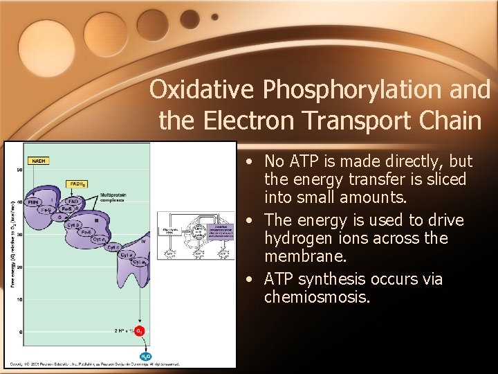 Oxidative Phosphorylation and the Electron Transport Chain • No ATP is made directly, but