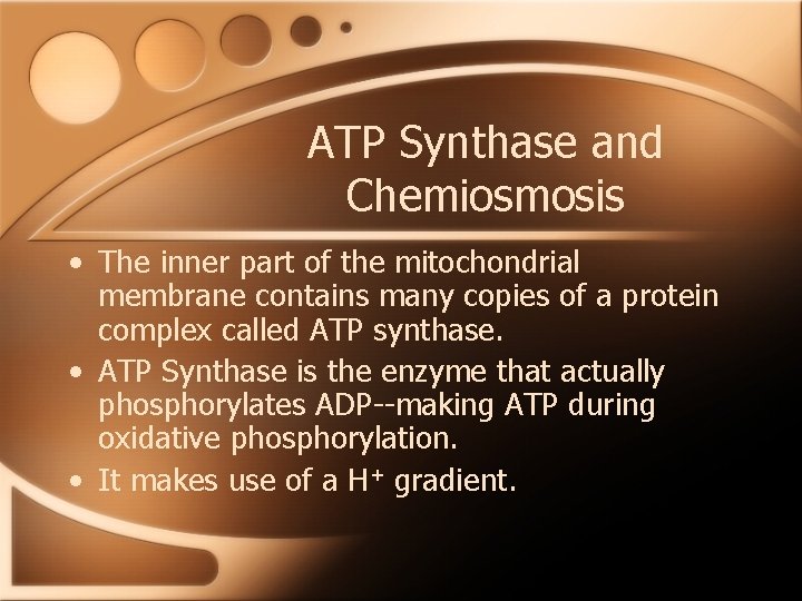 ATP Synthase and Chemiosmosis • The inner part of the mitochondrial membrane contains many