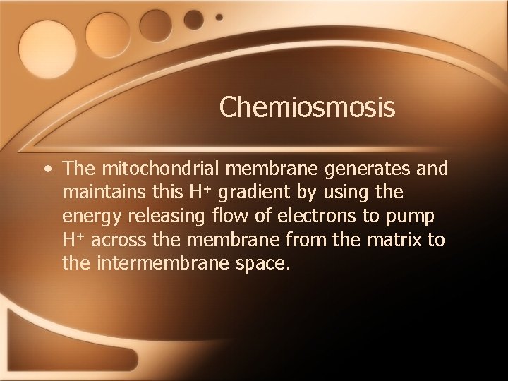 Chemiosmosis • The mitochondrial membrane generates and maintains this H+ gradient by using the