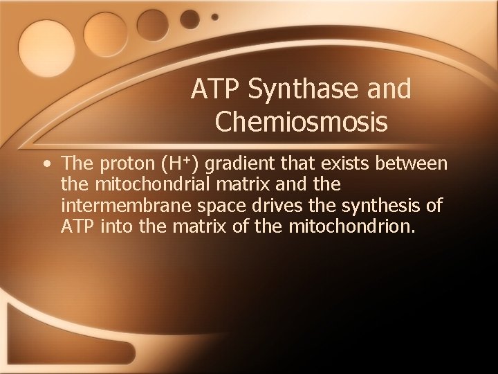 ATP Synthase and Chemiosmosis • The proton (H+) gradient that exists between the mitochondrial