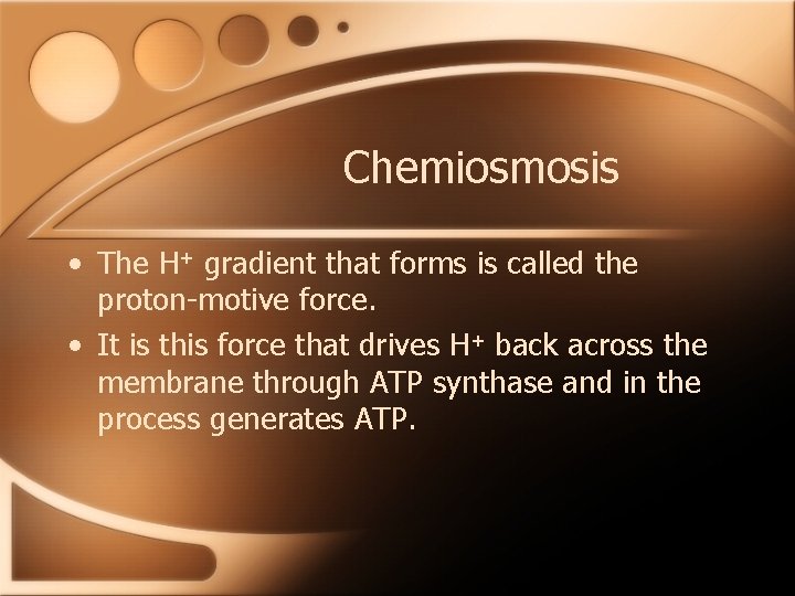 Chemiosmosis • The H+ gradient that forms is called the proton-motive force. • It