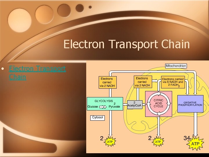 Electron Transport Chain • Electron Transport Chain 