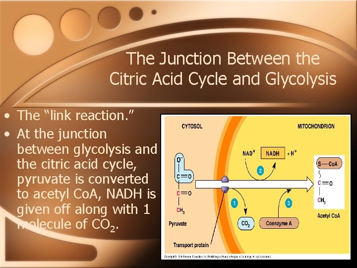 The Junction Between the Citric Acid Cycle and Glycolysis • The “link reaction. ”