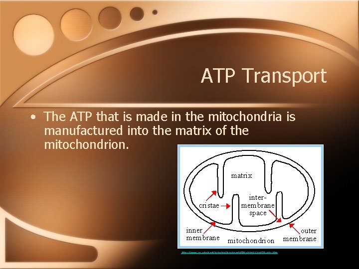 ATP Transport • The ATP that is made in the mitochondria is manufactured into