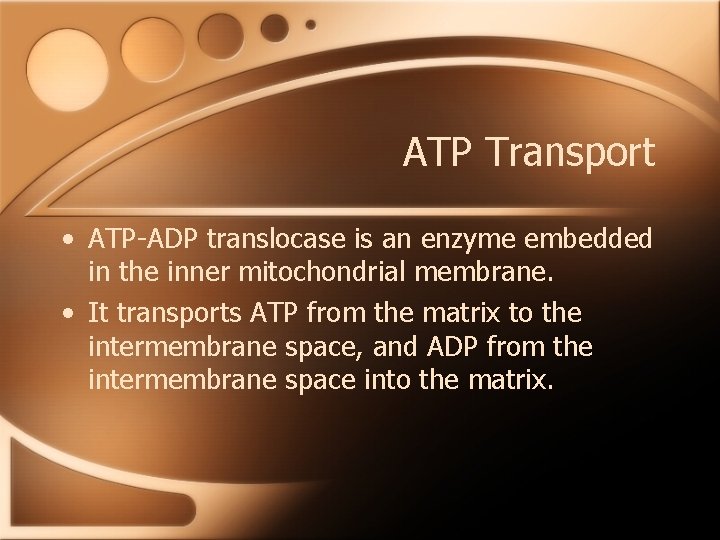 ATP Transport • ATP-ADP translocase is an enzyme embedded in the inner mitochondrial membrane.