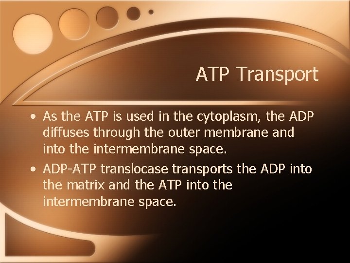 ATP Transport • As the ATP is used in the cytoplasm, the ADP diffuses