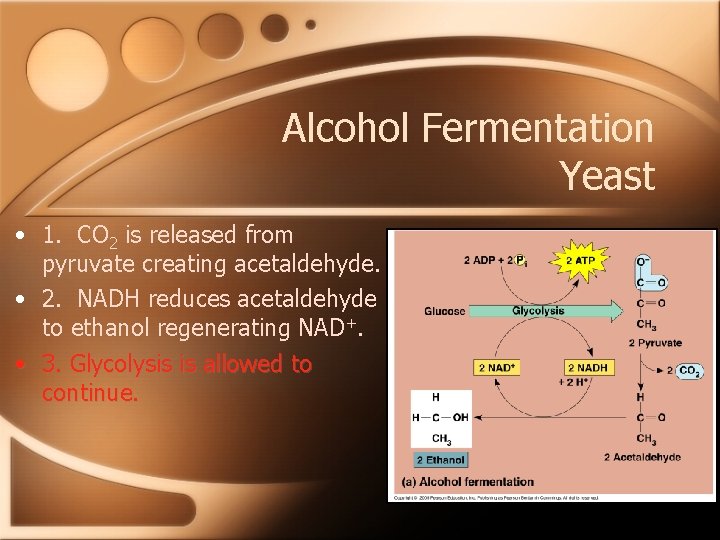 Alcohol Fermentation Yeast • 1. CO 2 is released from pyruvate creating acetaldehyde. •