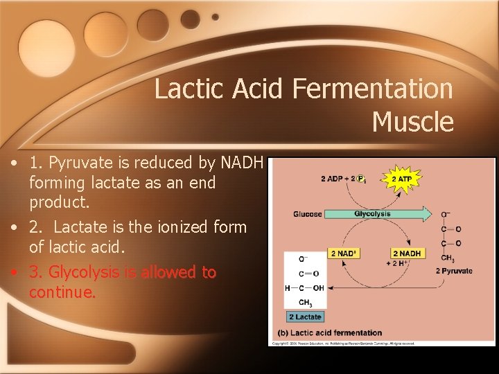 Lactic Acid Fermentation Muscle • 1. Pyruvate is reduced by NADH forming lactate as
