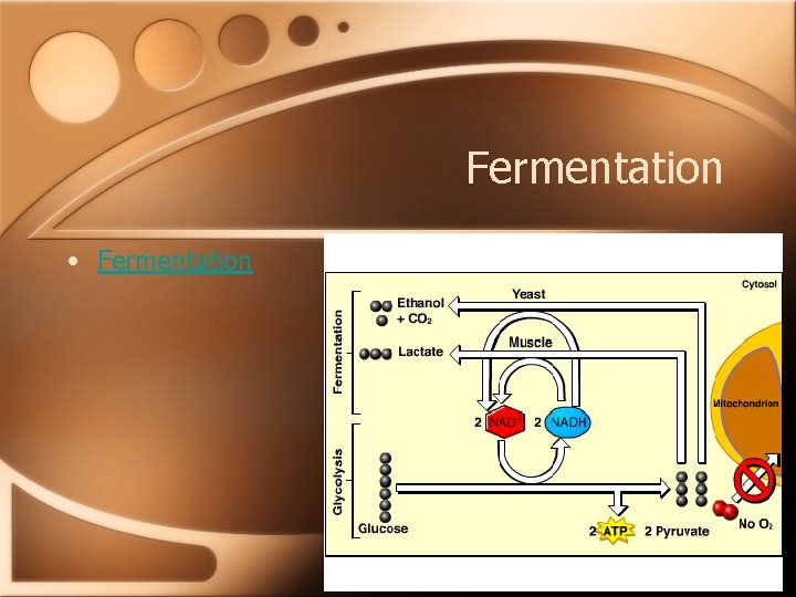 Fermentation • Fermentation 