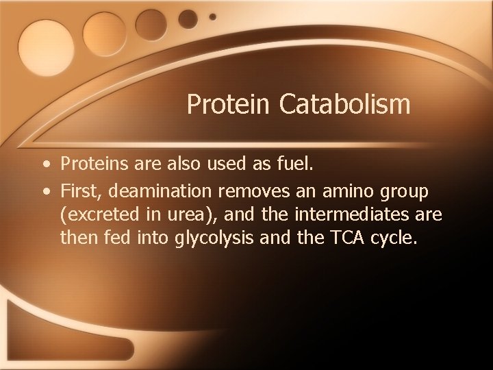Protein Catabolism • Proteins are also used as fuel. • First, deamination removes an