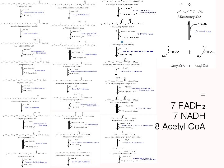 = 7 FADH 2 7 NADH 8 Acetyl Co. A 