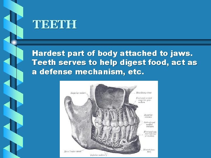 TEETH Hardest part of body attached to jaws. Teeth serves to help digest food,