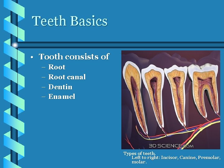Teeth Basics • Tooth consists of – – Root canal Dentin Enamel Types of