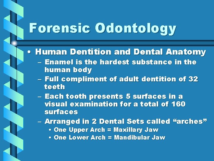 Forensic Odontology • Human Dentition and Dental Anatomy – Enamel is the hardest substance