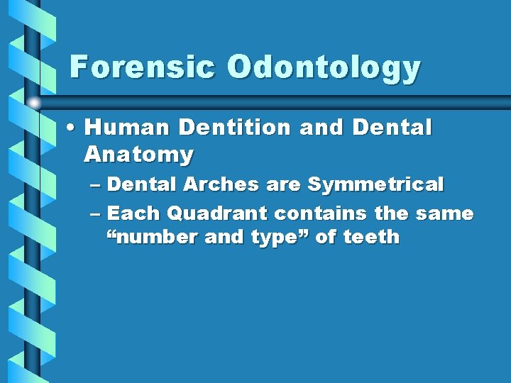 Forensic Odontology • Human Dentition and Dental Anatomy – Dental Arches are Symmetrical –