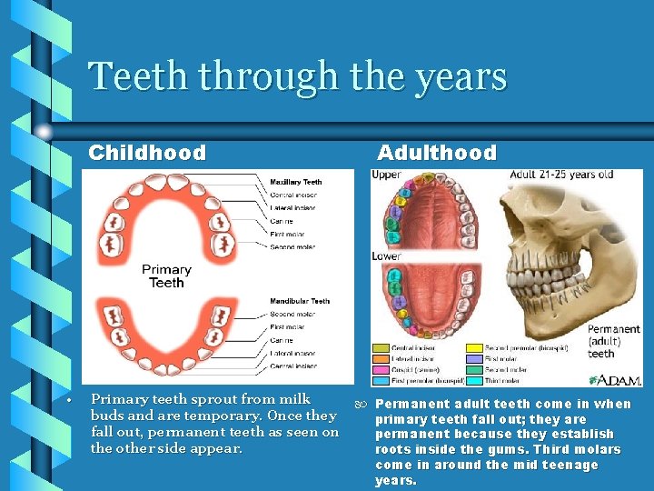 Teeth through the years Childhood • Primary teeth sprout from milk buds and are