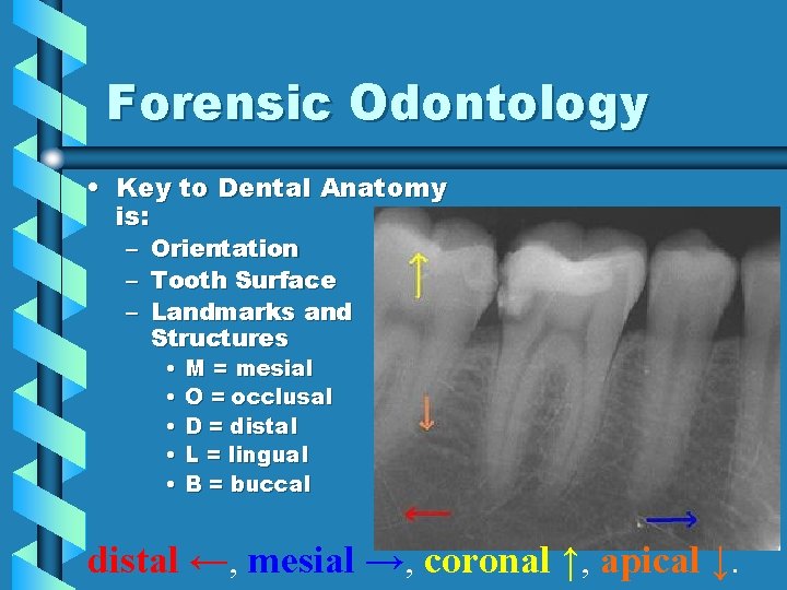 Forensic Odontology • Key to Dental Anatomy is: – – – Orientation Tooth Surface