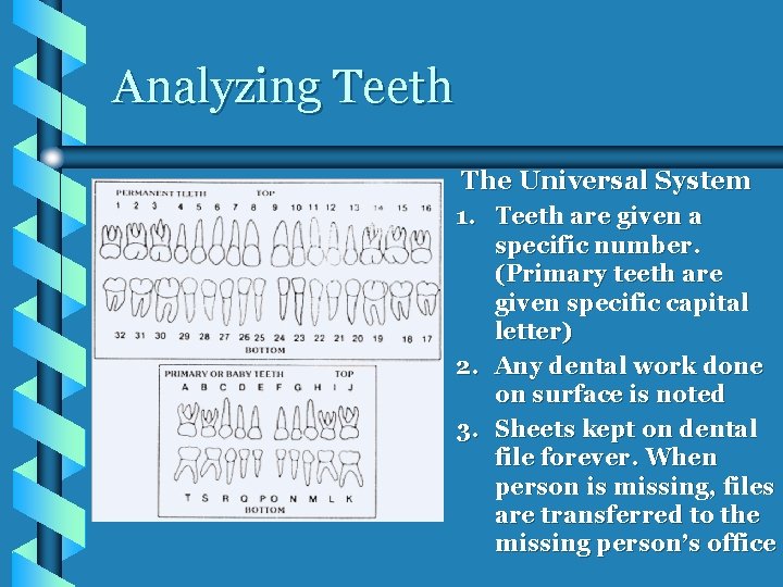 Analyzing Teeth • The Universal System 1. Teeth are given a specific number. (Primary