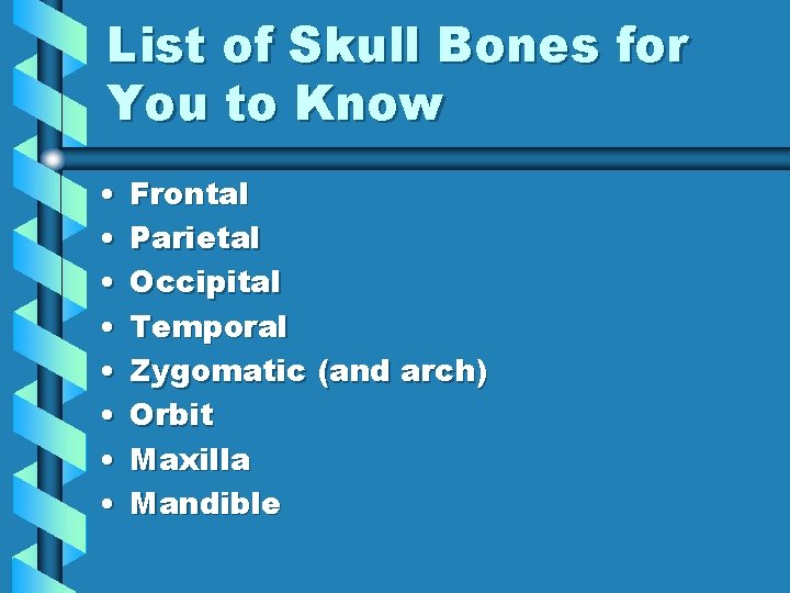 List of Skull Bones for You to Know • • Frontal Parietal Occipital Temporal