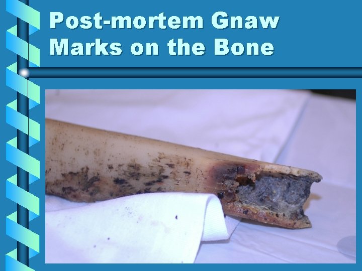 Post-mortem Gnaw Marks on the Bone 