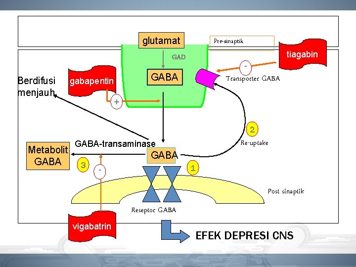 glutamat Pre-sinaptik tiagabin GAD Berdifusi menjauh - GABA gabapentin Transporter GABA + 2 Metabolit