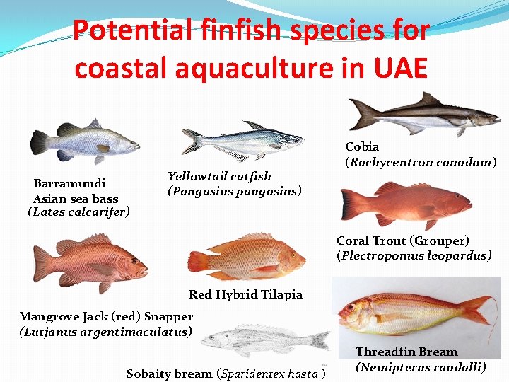 Potential finfish species for coastal aquaculture in UAE Barramundi Asian sea bass (Lates calcarifer)