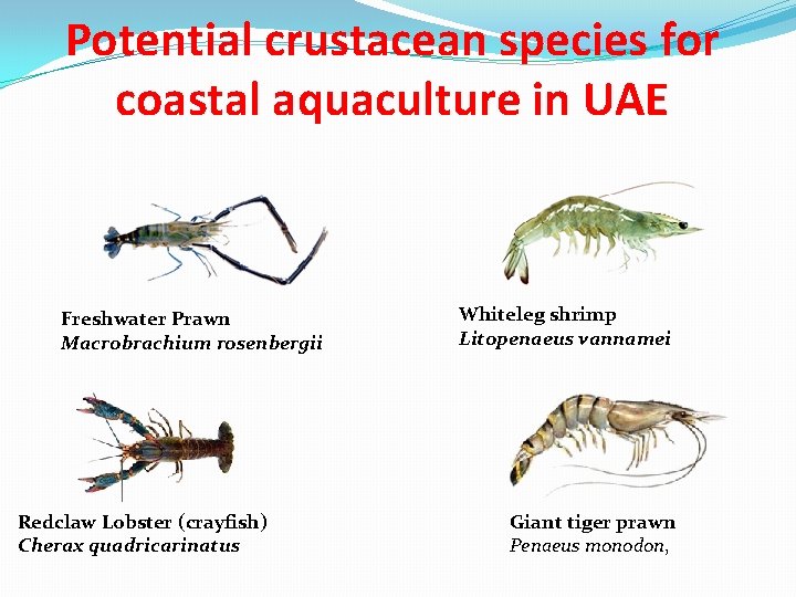 Potential crustacean species for coastal aquaculture in UAE Freshwater Prawn Macrobrachium rosenbergii Redclaw Lobster