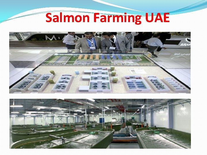 Salmon Farming UAE 