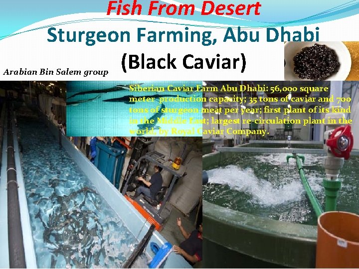 Fish From Desert Sturgeon Farming, Abu Dhabi (Black Caviar) Arabian Bin Salem group Siberian