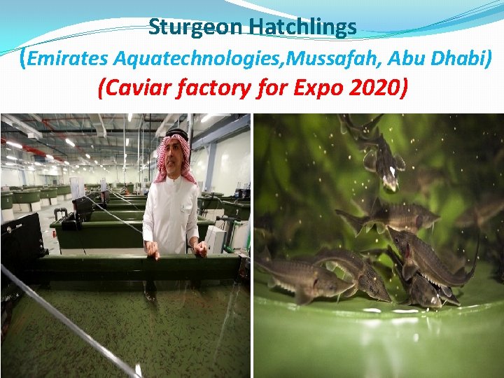 Sturgeon Hatchlings (Emirates Aquatechnologies, Mussafah, Abu Dhabi) (Caviar factory for Expo 2020) 